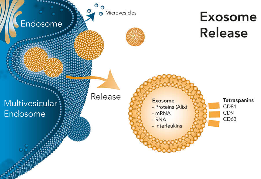 Exossomos na Estética ciência
